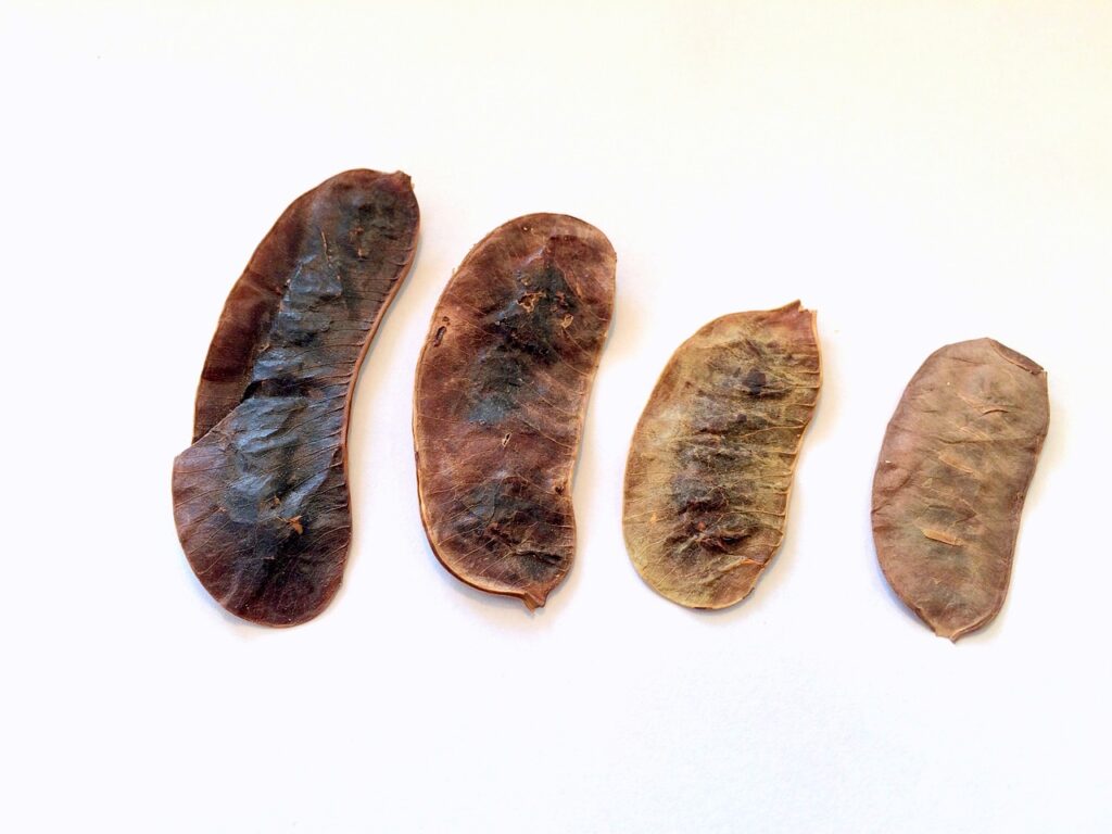 This image has an empty alt attribute; its file name is senna-fruit-1112838_1280-1024x768.jpg